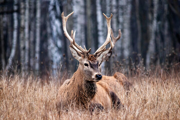 Majestic and powerful adult red deer in the autumn birch grove in the forest.