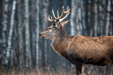 Majestic and powerful adult red deer in the autumn birch grove in the forest.