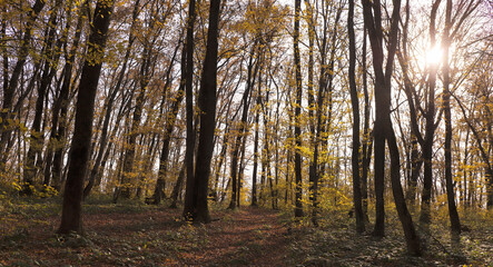 Fototapeta premium The sun sets behind the forest, through the foliage and tree branches ..