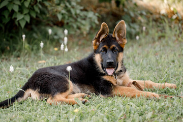 Beautiful German Shepherd puppy lies in the shade on the grass . Close-up.