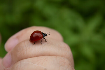ladybug on a leaf