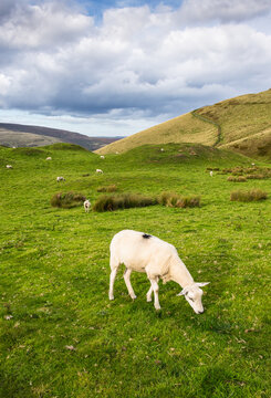 Sheep grazing in the Edale Valley, Peak District National Park, Derbyshire