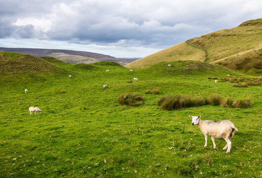 Sheep grazing in the Edale Valley, Peak District National Park, Derbyshire