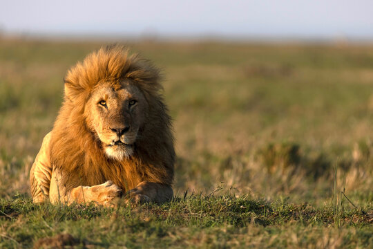 Male lion (Panthera leo) in savanna, Masai Mara National Reserve, Kenya, East Africa