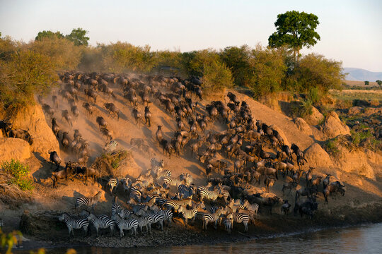 Migratory blue wildebeest (Connochaetes taurinus) crossing the Mara River, Masai Mara National Reserve, Kenya, East Africa