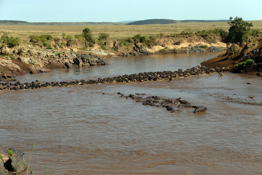 Migratory blue wildebeest (Connochaetes taurinus) crossing the Mara River, Masai Mara National Reserve, Kenya, East Africa