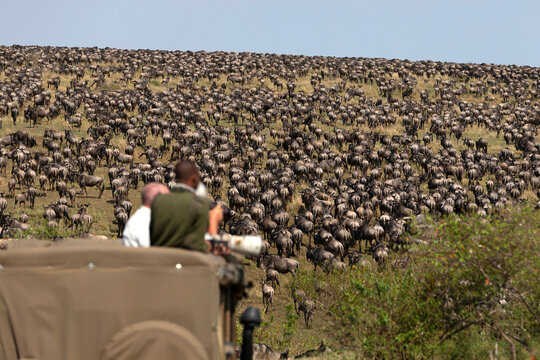 Wildebeest migration (Connochaetes taurinus), Masai Mara National Reserve. Kenya, East Africa