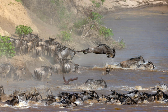 Migratory blue wildebeest (Connochaetes taurinus) crossing the Mara River, Masai Mara National Reserve, Kenya, East Africa