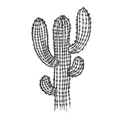 Cactus hand drawn illustration, vector.