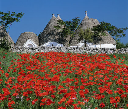 Trulli houses with red poppy field in foreground, near Alberobello, Apulia, Italy