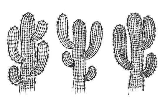 Cactus hand drawn illustration, vector.