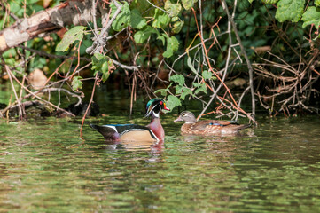 Wood Duck (Aix sponsa) drake and female in Los Angeles County arboretum, Los Angeles, California, USA