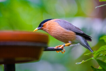 brahminy starling