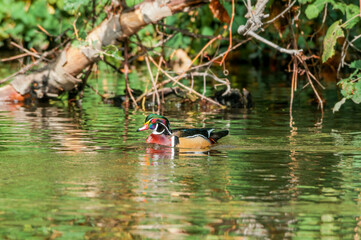 Wood Duck (Aix sponsa) drake in Los Angeles County arboretum, Los Angeles, California, USA