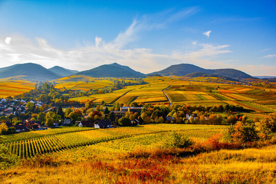 Weinberge im Herbst S&uuml;dpfalz