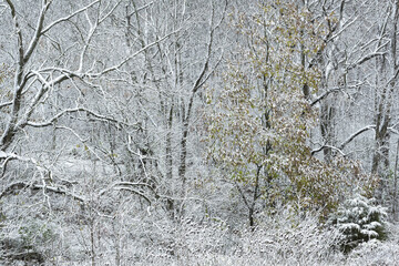 Obraz premium Autumn landscape of snow flocked forest, Yankee Springs State Park, Michigan, USA