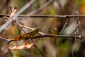 grasshopper sitting on a branch