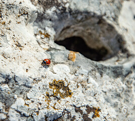 Lonely ladybug, Canfaito - Italy