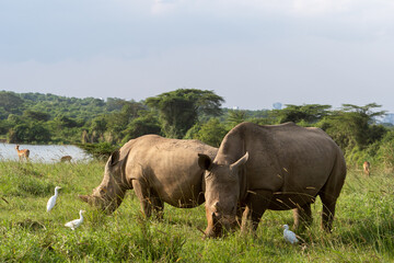 Pair of rhinos grazing in the open savannah of Nairobi National Park, Kenya.