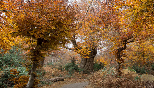 Beautiful ancient trees in their autumn colours, Burnham beeches, Buckinghamshire, UK