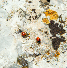 Ladybugs, Canfaito - Italy
