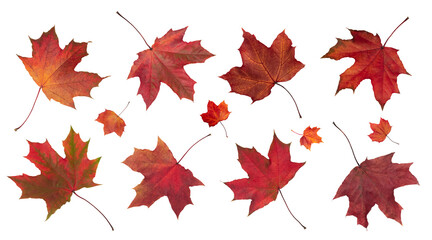 Autumn orange  leaves falling down Isolated on white background
