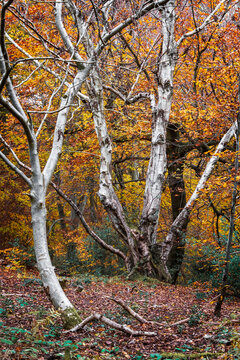 Beautiful silver Birch trees in the Autumn, Burnham beeches, Buckinghamshire, UK