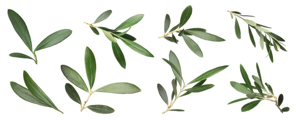 Set with fresh green olive leaves on white background. Banner design