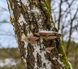 polypores with ice on on birch tree stem