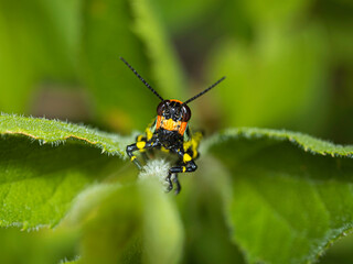 bug on a leaf