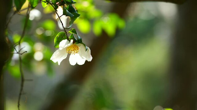 白い山茶花の花　11月