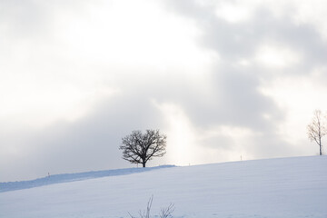 雪の丘の上の冬木立
