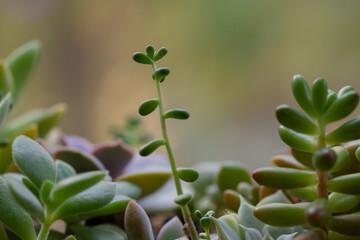 Obraz premium 窓辺の多肉植物の寄せ植え 