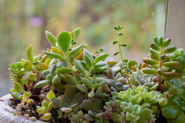 窓辺の多肉植物の寄せ植え
