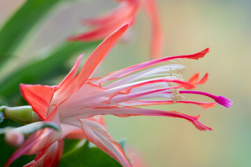 赤いサボテンの花のクローズアップ
