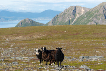 Cattle Grazing in Lofoten's Untamed Landscape. In the stunning backdrop of Lofoten's rugged hills, a herd of cattle graze peacefully, epitomizing the region's unspoiled natural beauty