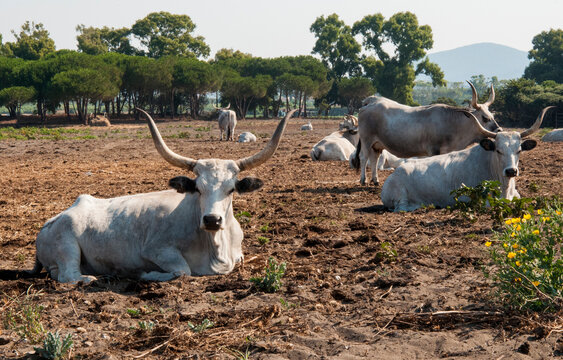Maremmana, a breed of cattle reared in the Maremma, Maremmana cows, Capalbio, Province of Grosseto, Tuscany, Italy