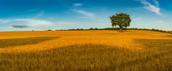 Field of golden barley and single tree, Glapwell, Chesterfield, Derbyshire
