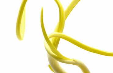 onion sprouts isolated on white background