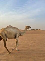 Obraz na płótnie Canvas camel in the desert