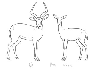 Antelope Male with horns and female. Mammals of Central Africa. Coloring pages. Isolated over white background.