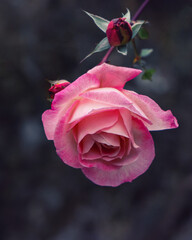 Fototapeta premium Bright large pink rose close-up. Macro, toning.