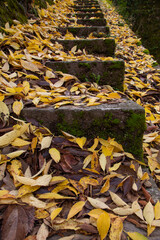 Stone antique staircase in fallen yellow autumn leaves