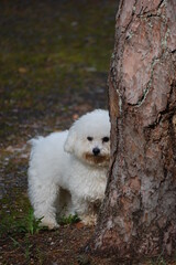 bichon frise puppy in park tree walking summer spring