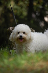 bichon frise puppy in park tree walking summer spring