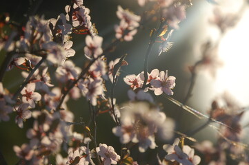 blooming cherry tree in spring sunny day