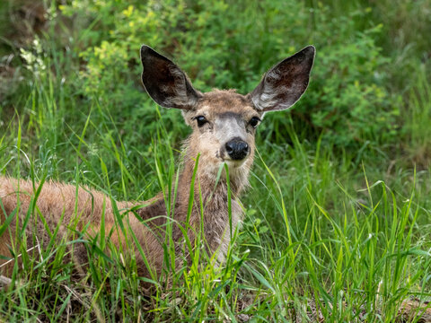 A young mule deer (Odocoileus hemionus) resting on a hillside in Yellowstone National Park