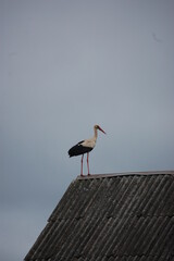 stark on the rooftop in spring catching mouses