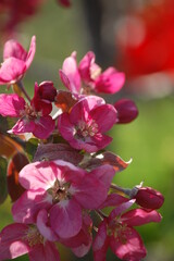 Obraz premium blooming cherry tree in spring sunny day