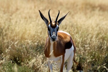 impala in the savannah